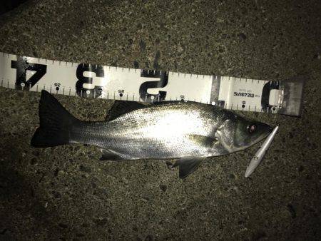 やっぱりセイゴ…