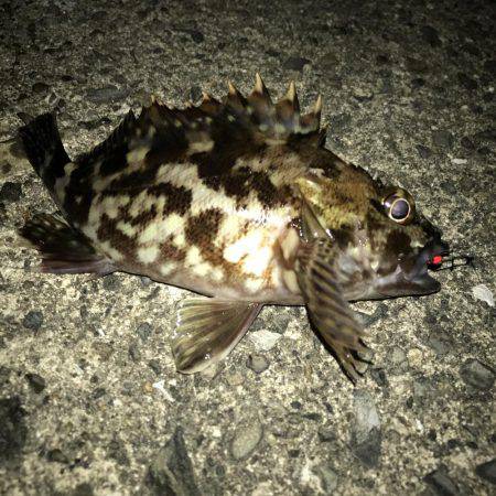 ガシラ釣れた！