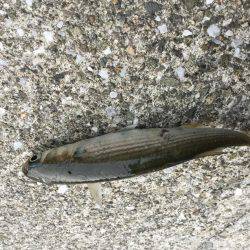 メタルマルのチョンチョンストーン