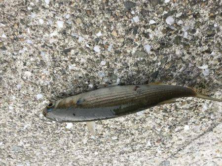 メタルマルのチョンチョンストーン