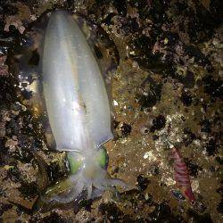 久々のアオリがお目見え