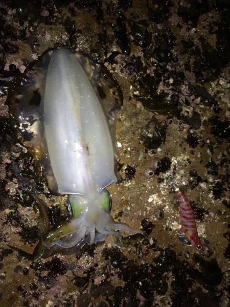 久々のアオリがお目見え