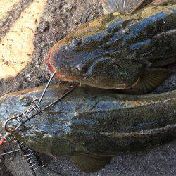 フラットフィッシング