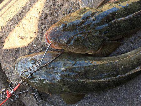 フラットフィッシング