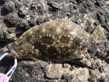 フラットフィッシング