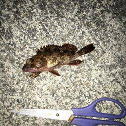 メバリング修行