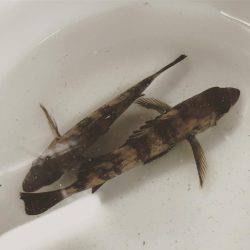 サゴシは300m先か？