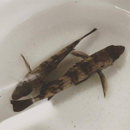 サゴシは300m先か？