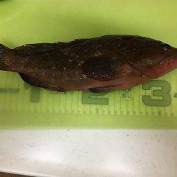 虫ヘッド、初挑戦