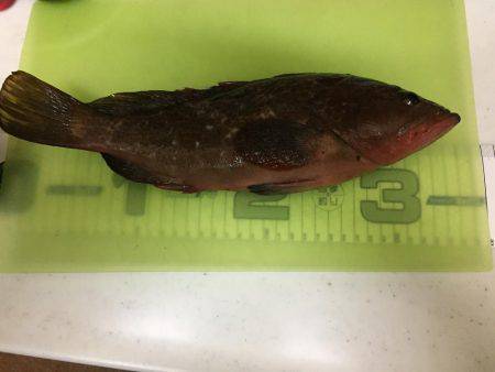 虫ヘッド、初挑戦