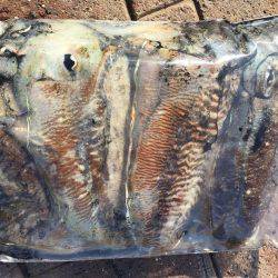 癒しのコウイカちゃん