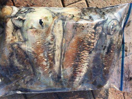 癒しのコウイカちゃん