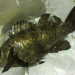 そう！これが釣り！