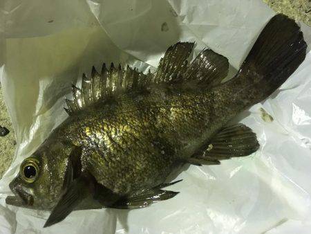 そう！これが釣り！