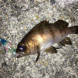 ボウズ逃れメバリング