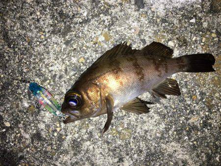 ボウズ逃れメバリング