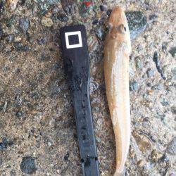 雨の中で投げ釣り