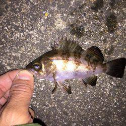 ライトタックルでシーバス