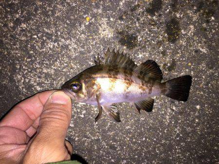 ライトタックルでシーバス