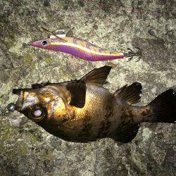 ヤリイカ、メバル