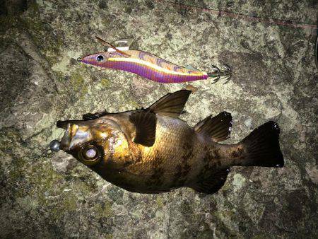 ヤリイカ、メバル