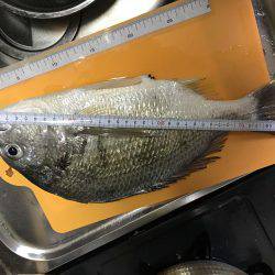 アジングに行ってアジング