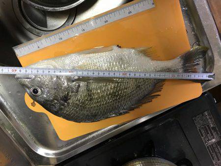 アジングに行ってアジング