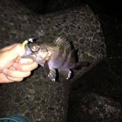 好調メバリング