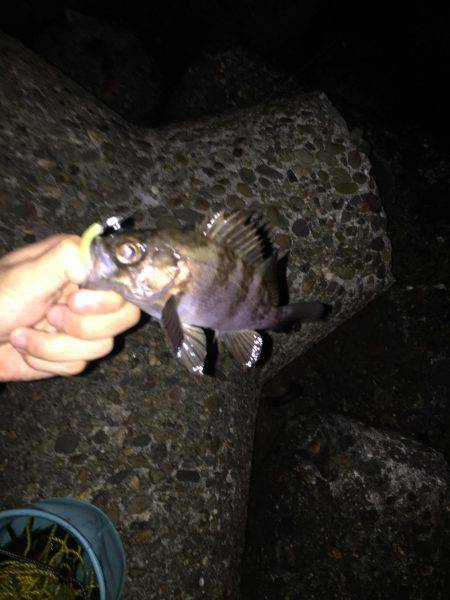 好調メバリング