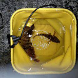 爆風メバリング