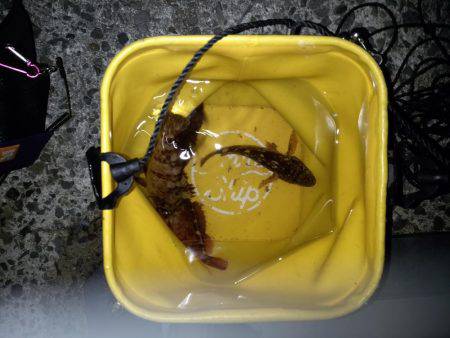 爆風メバリング