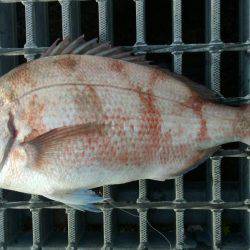 カゴ釣りのちヤエン