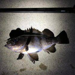 メバル釣れました！