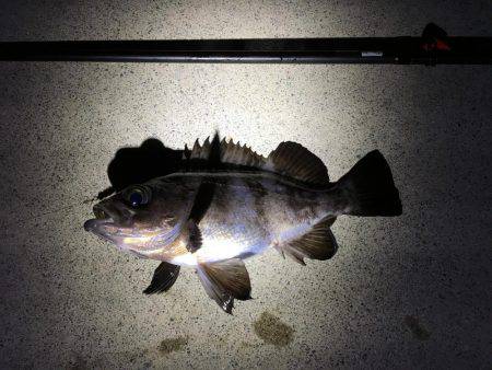 メバル釣れました！