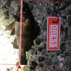 久しぶりにメバルヒット！