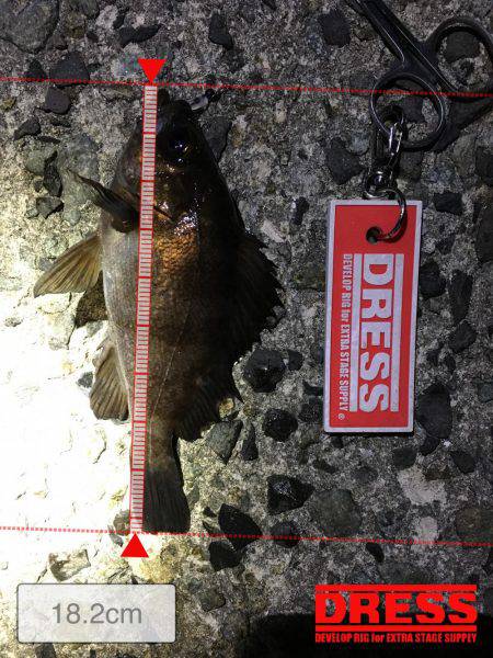 久しぶりにメバルヒット！