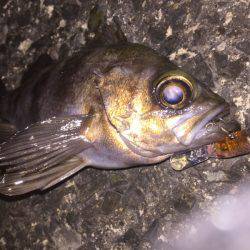 プラッキングメバル好調