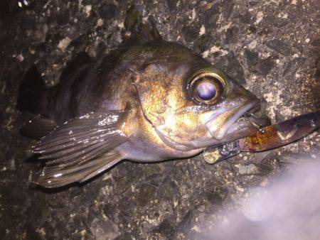 プラッキングメバル好調