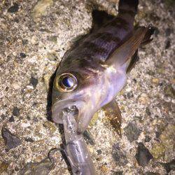 初シンペンでメバルゲット