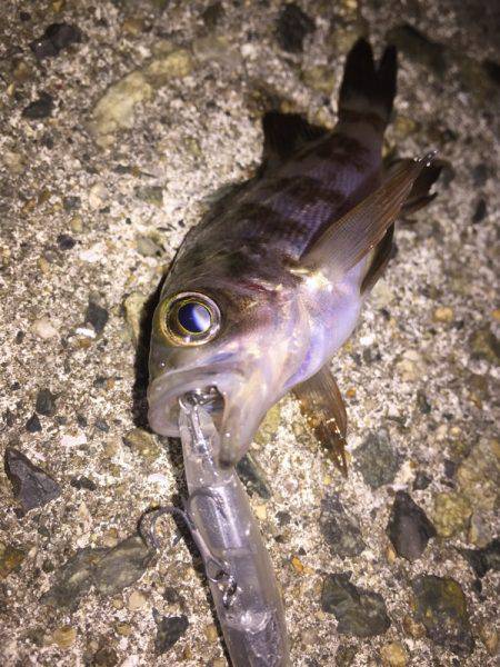 初シンペンでメバルゲット