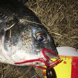 神戸湾奥ナイトチニング