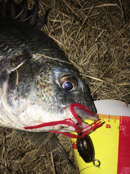 神戸湾奥ナイトチニング