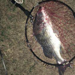 神戸湾奥チニングで41センチ