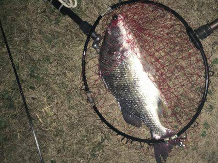 神戸湾奥チニングで41センチ