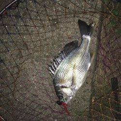 神戸湾奥チニングでキビレ30〜40