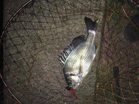 神戸湾奥チニングでキビレ30〜40