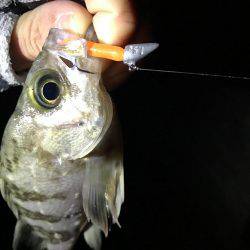 姫路から明石までランガン！