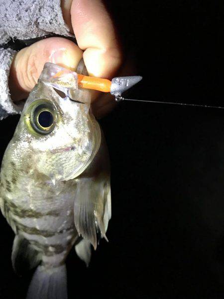 姫路から明石までランガン！