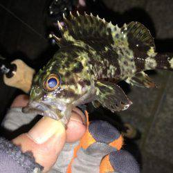 ロックフィッシュ