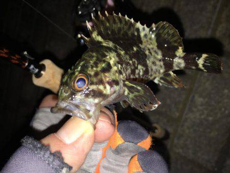 ロックフィッシュ